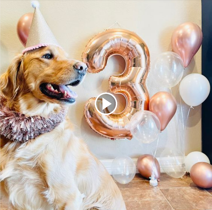 “Three Years of Furry Fun: Cheers to Our Beloved Four-legged Companion on Their Birthday!”