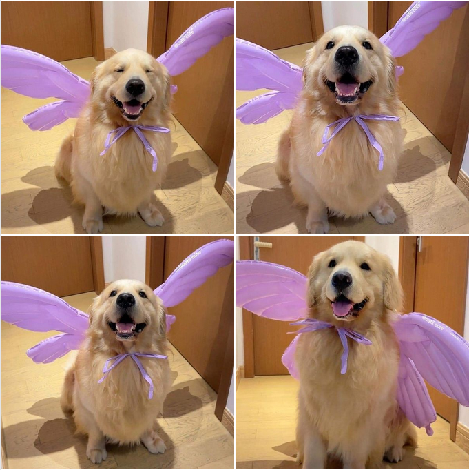 The Golden Retriever Transforms into a Stunning Purple Winged Angel!